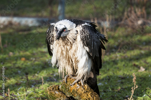 Portrait of a beard vulture