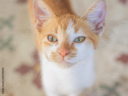 Close-up of small cat