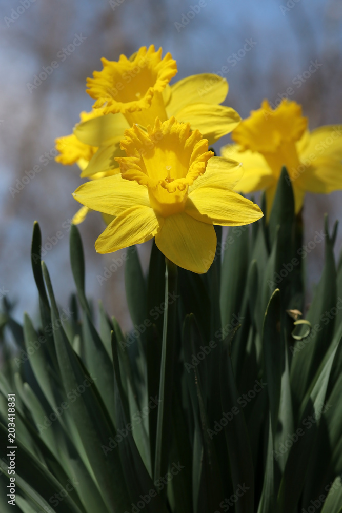Fototapeta premium Beautiful springtime nature background with blooming flowers. Yellow daffodils in sunlight on a shallow depth of field background. Vertical composition.