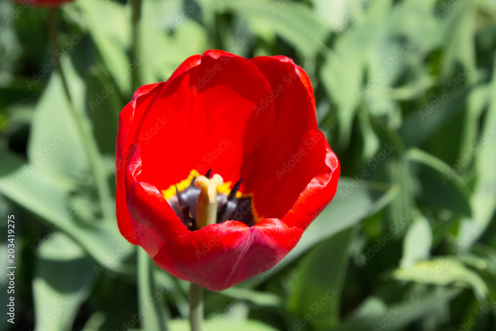 Tulip Red
