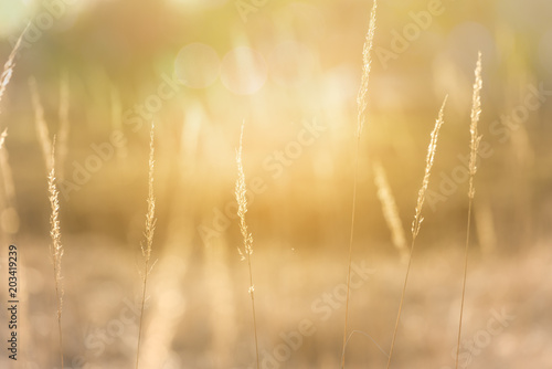  golden grasses on the meadow in the sunlight
