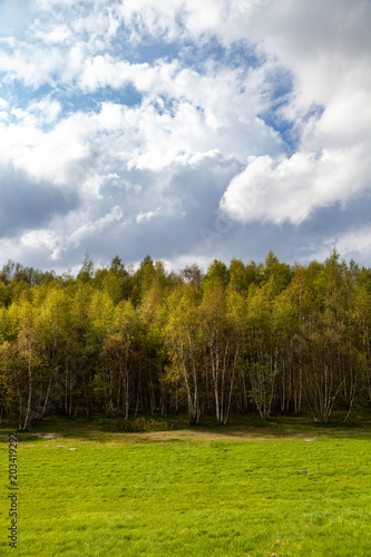 Birkenwald mit Wolken © blende11.photo