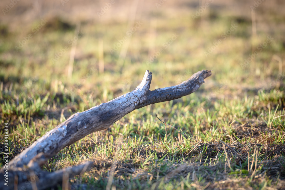 Burned a log in a dry grass. Burned a log in a dry grass.