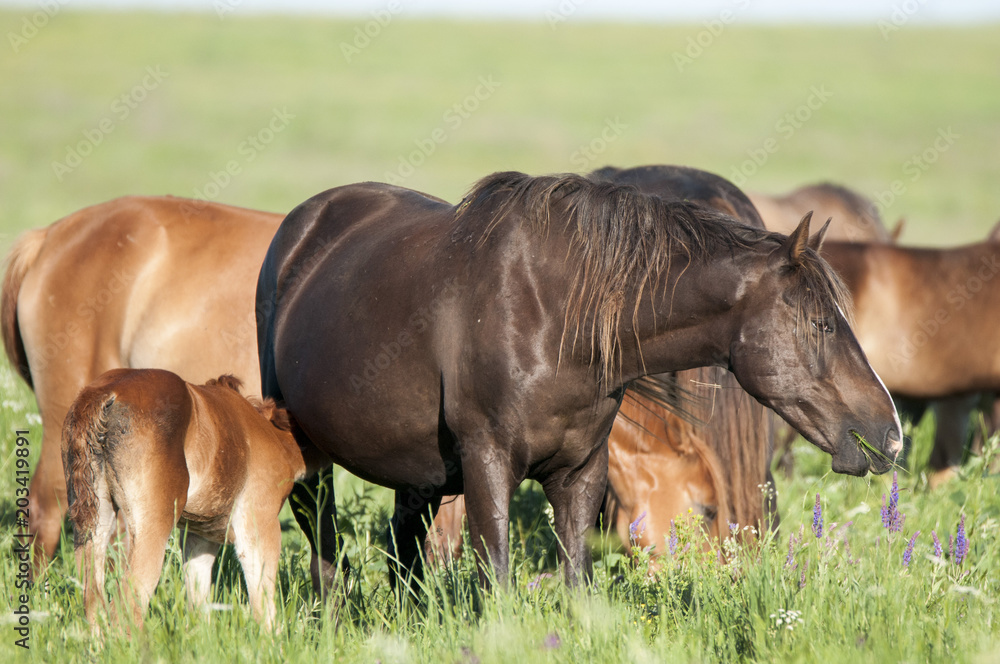 Fototapeta premium Horse foal on pasture. A herd of wild horses shown on Water island in atmospheric Rostov state reserve