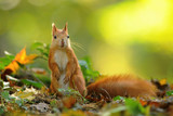 Squirrel in the autumn. The red squirrel or Eurasian red squirrel (Sciurus vulgaris) is a species of tree squirrel in the genus Sciurus common throughout Eurasia.