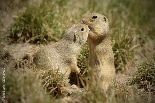 The European ground squirrel (Spermophilus citellus), also known as the European souslik, is a species from the squirrel family, Sciuridae