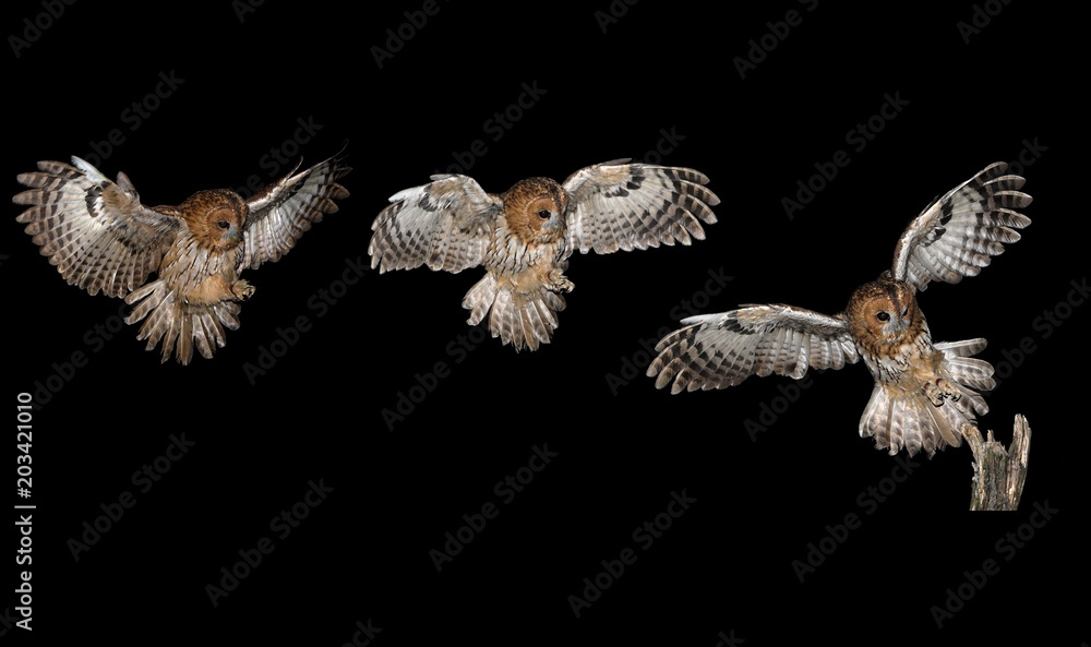 Tawny owl in flight (Strix aluco) Tawny owl in flight (Strix aluco)