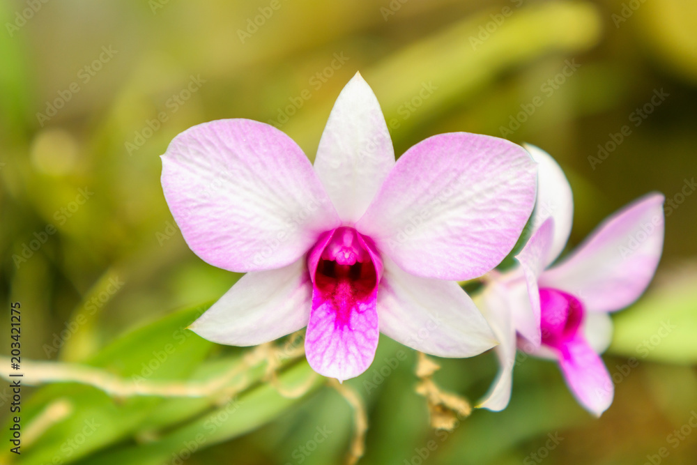 Fresh natural Orchids flower close up at the garden Fresh natural Orchids flower close up at the garden