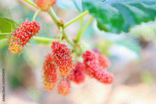 Fresh red mulberry fruits on tree branch