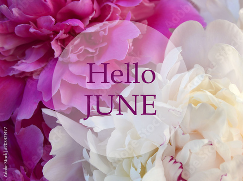 Hello June.Welcoming card with text on pink and white peony natural floral background.
Summertime concept.Selective focus.