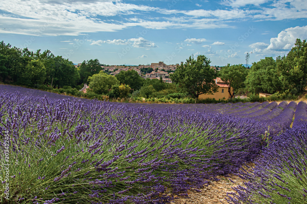 Fototapeta premium Panoramic view of lavender fields under sunny blue sky and the town of Valensole in the background. Located in the Alpes-de-Haute-Provence department, Provence region, in southeastern France