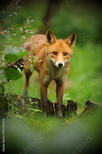 The red fox (Vulpes vulpes), largest of the true foxes, has the greatest geographic range of all members of the Carnivora order