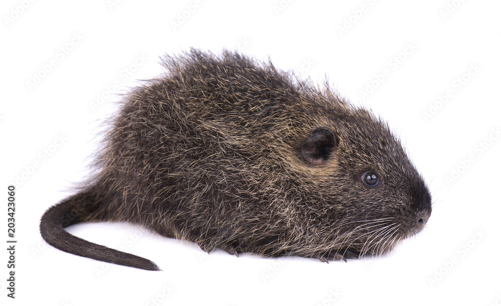 Baby nutria isolated on white background. One brown coypu (Myocastor coypus) isolated. Baby nutria isolated on white background. One brown coypu (Myocastor coypus) isolated.