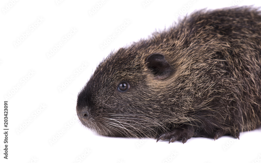 Baby nutria isolated on white background. One brown coypu Myocastor coypus isolated. Baby nutria isolated on white background. One brown coypu Myocastor coypus isolated.