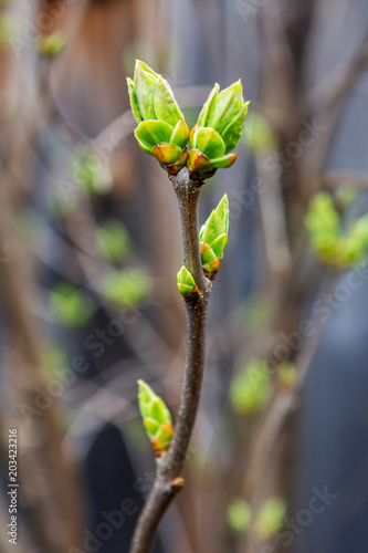 Disclosure of buds on a tree of lilac