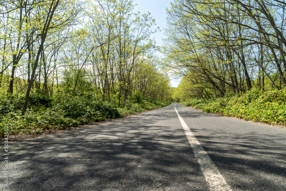 Obraz premium road in forest