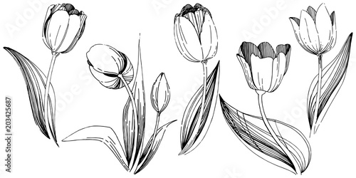 Wildflower tulip flower in a vector style isolated. Full name of the plant: tulip. Vector wildflower for background, texture, wrapper pattern, frame or border.