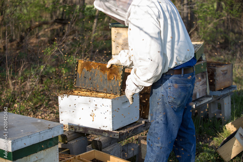 Beekeeper working on the hive