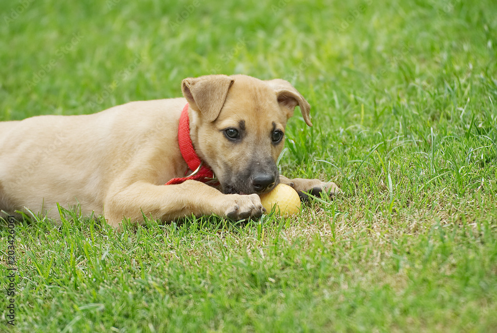Cute greyhound puppy playing with a ball outdoor in the garden Cute greyhound puppy playing with a ball outdoor in the garden