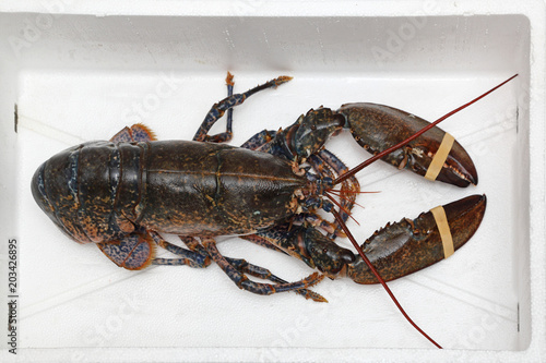 Lobster in Box