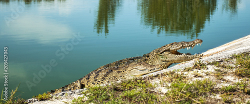 Coccodrillo di Cuba, Cayo Largo photo