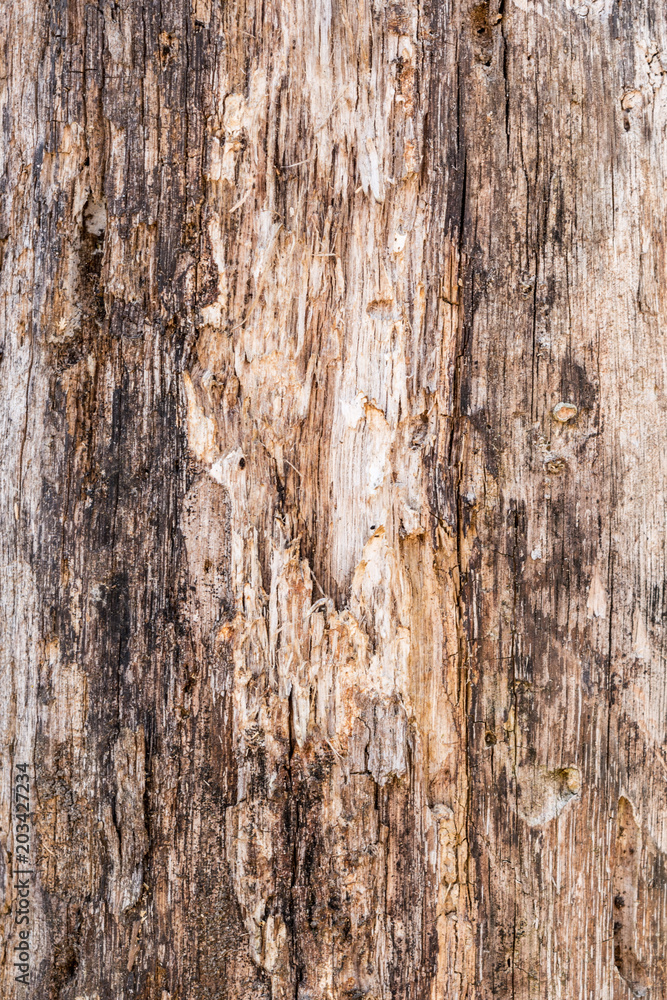 texture of old stratified and rotten wood, abstract background texture of old stratified and rotten wood, abstract background