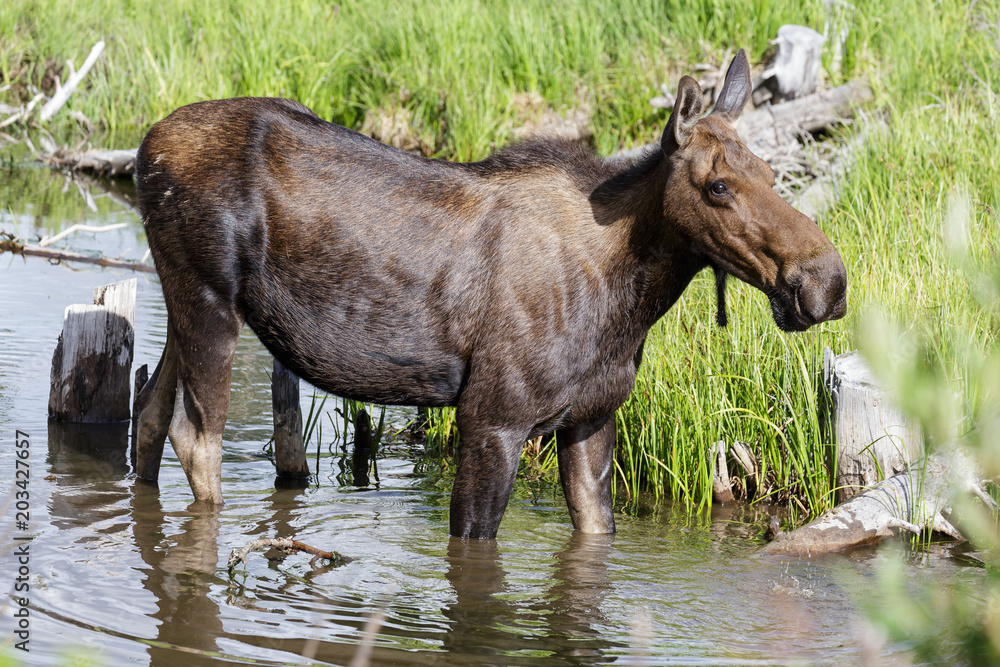 Fototapeta premium Shiras Moose of The Colorado Rocky Mountains