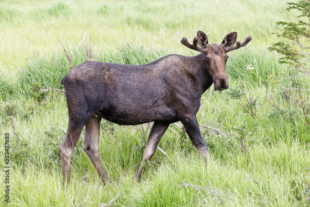 Shiras Moose of The Colorado Rocky Mountains Shiras Moose of The Colorado Rocky Mountains