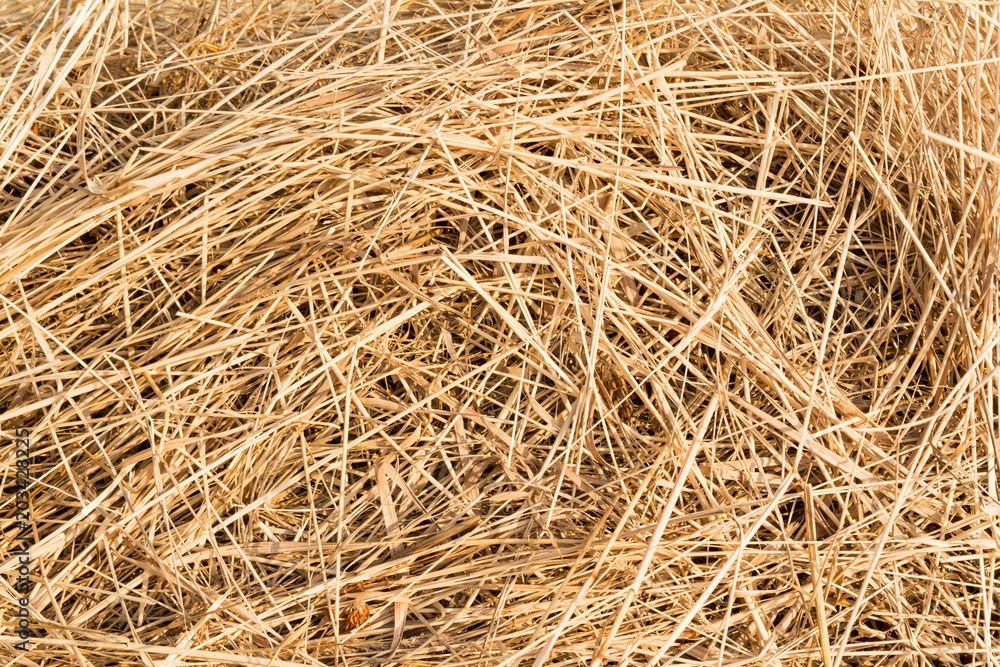 straw texture, chaotically arranged dry stems of plants, abstract background straw texture, chaotically arranged dry stems of plants, abstract background