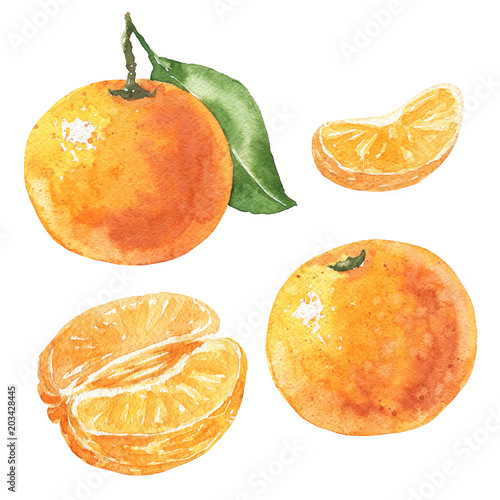 Hand drawn watercolor mandarin set, delicious citrus fruits isolated on white background. Food illustration.