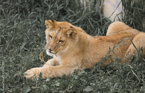 Fototapeta Naklejka Na Ścianę i Meble -  lion with crown