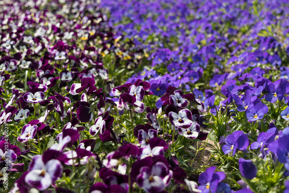 lots of Flowers pansies bright magenta color and violet color in garden spring
