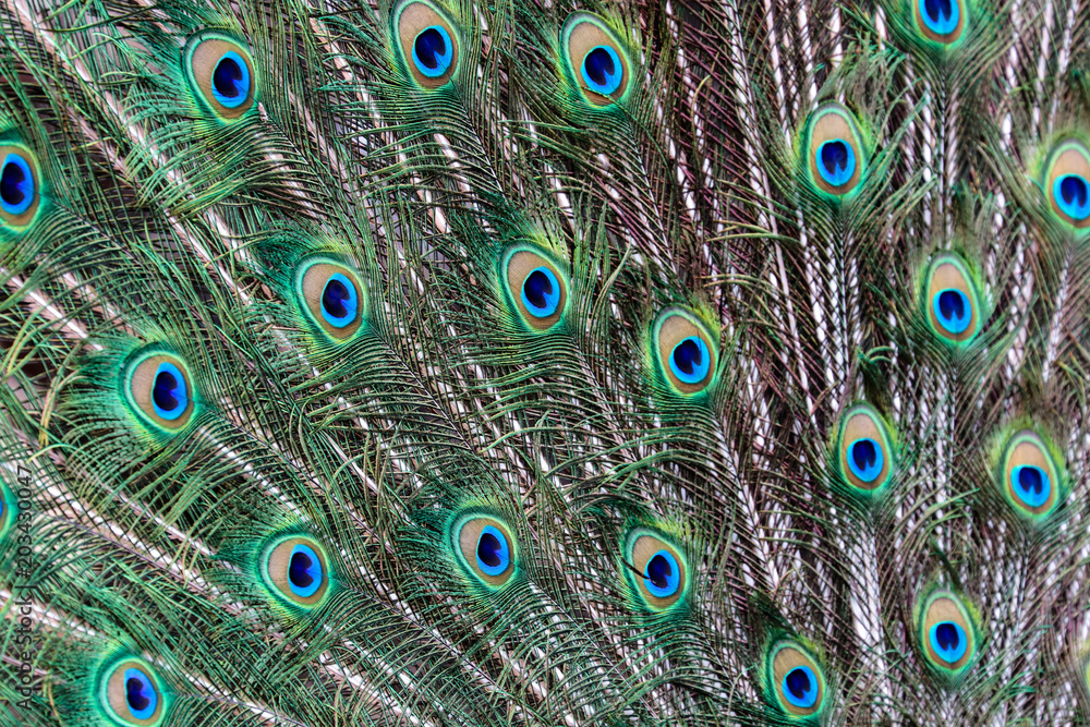 Obraz premium Peacock Feathers