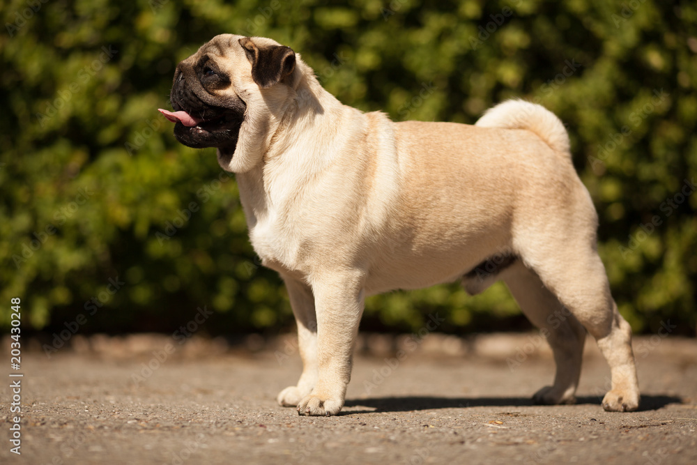 dog breed pug stands for dog show
