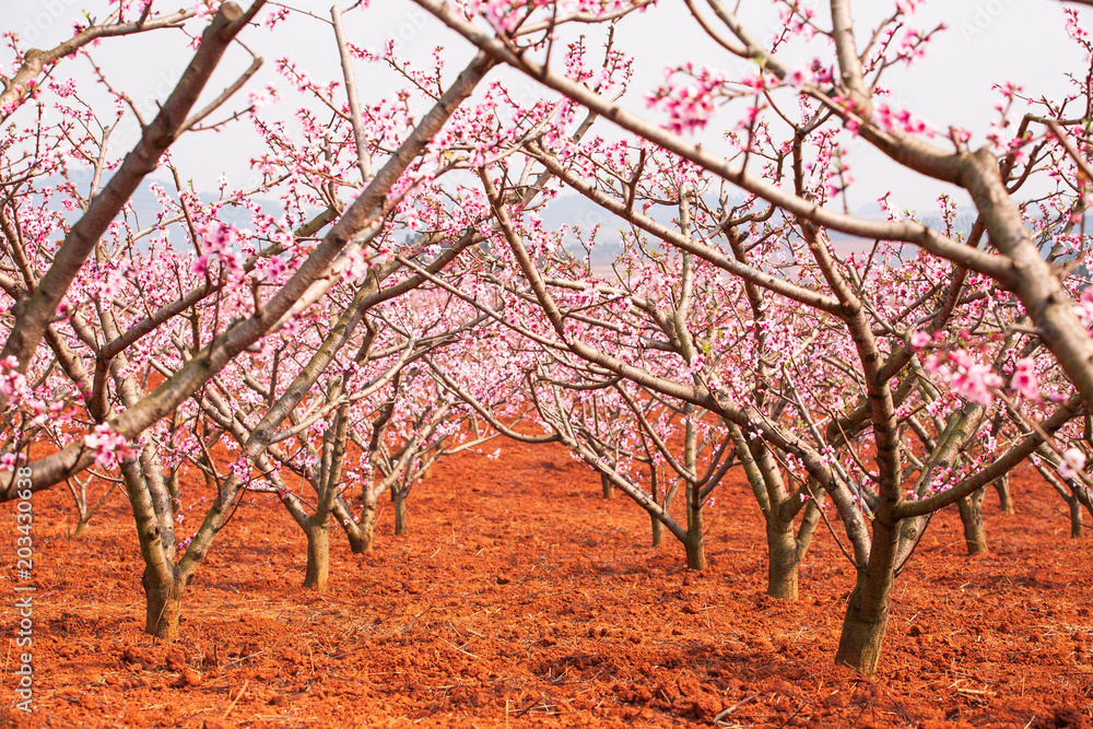 Blooming Peach cherry trees.