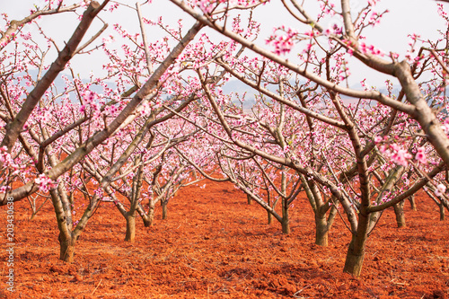 Blooming Peach cherry trees.