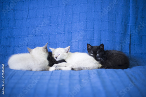 Adorables gatitos blancos y negros durmiendo juntos apaciblemente en un sofá azul photo