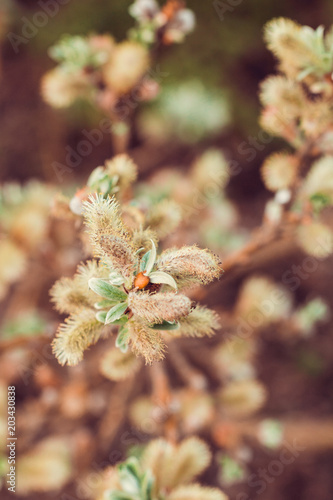 Macro photography of blooming willow in spring. Toned.