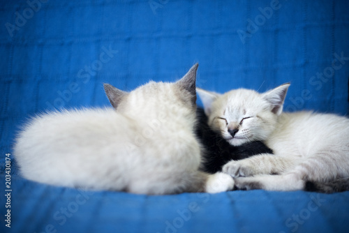 Adorables gatitos blancos y negros durmiendo juntos apaciblemente en un sofá azul photo