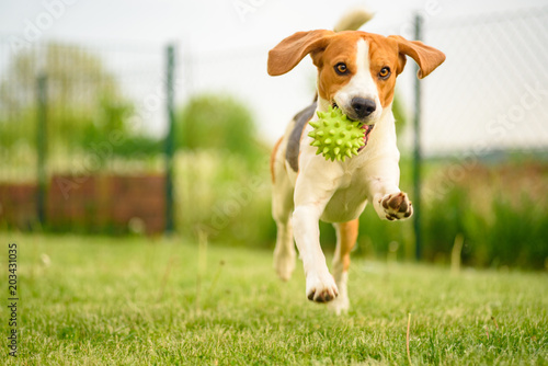 Pet dog Beagle in a garden having fun outdoors