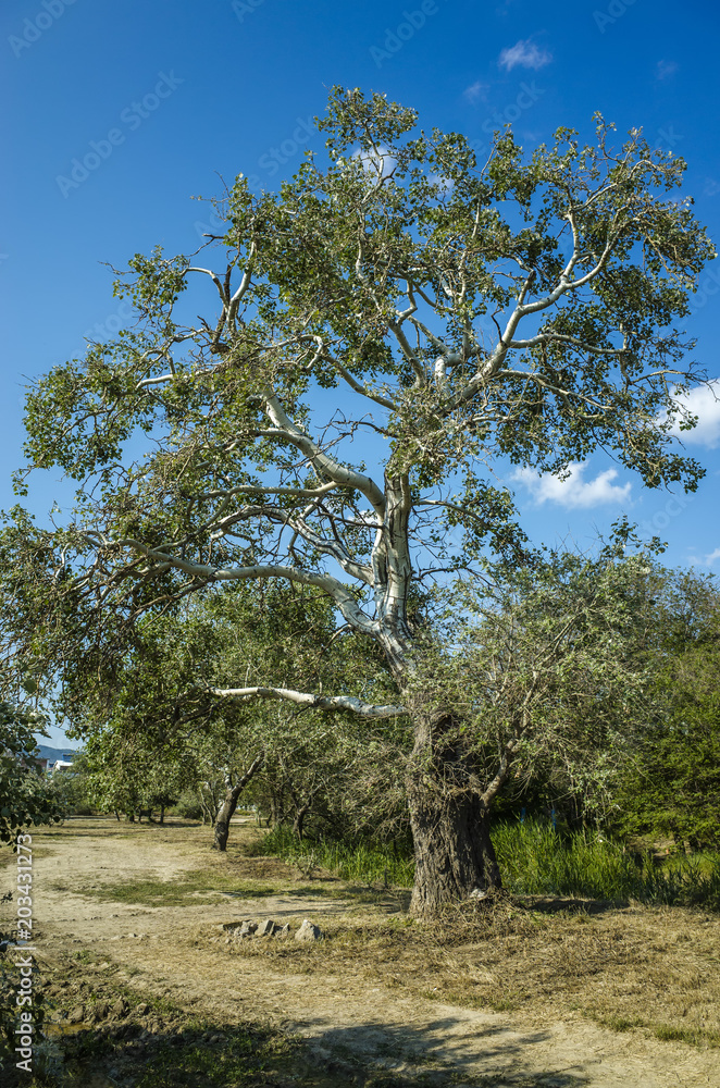 Luxurious tree at the foot of Mount Alchak, Crimea Luxurious tree at the foot of Mount Alchak, Crimea