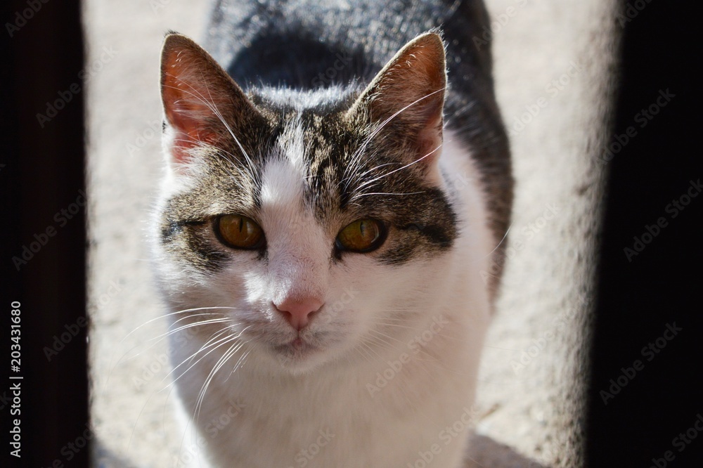 cat on the door
