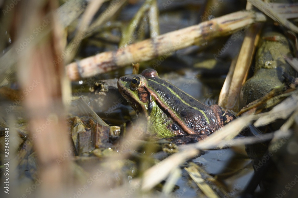 frog in the water frog in the water