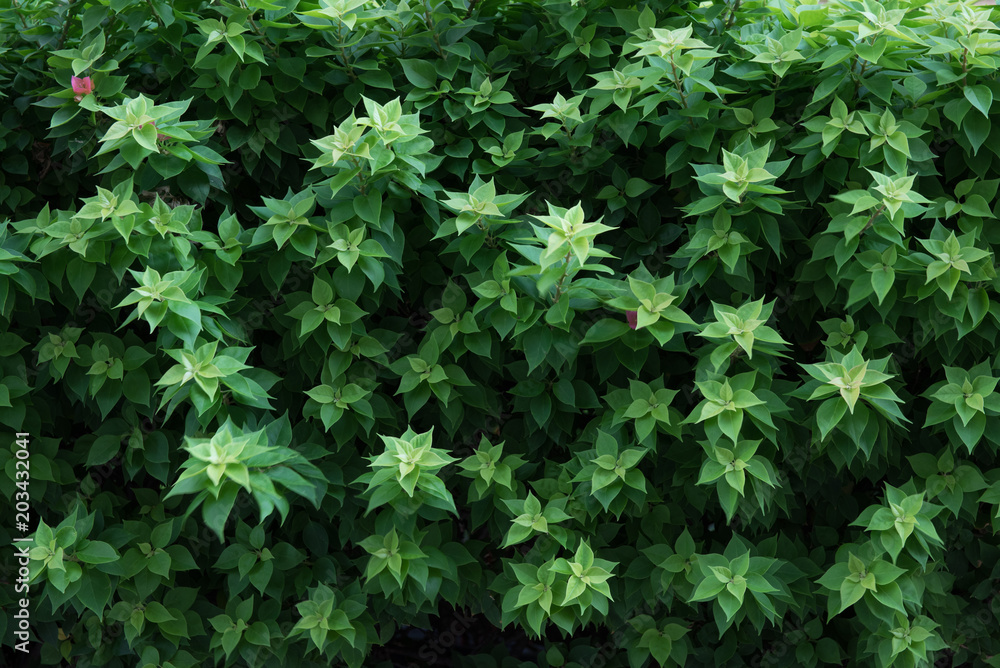 Bougainvillea leave background,green background Bougainvillea leave background,green background