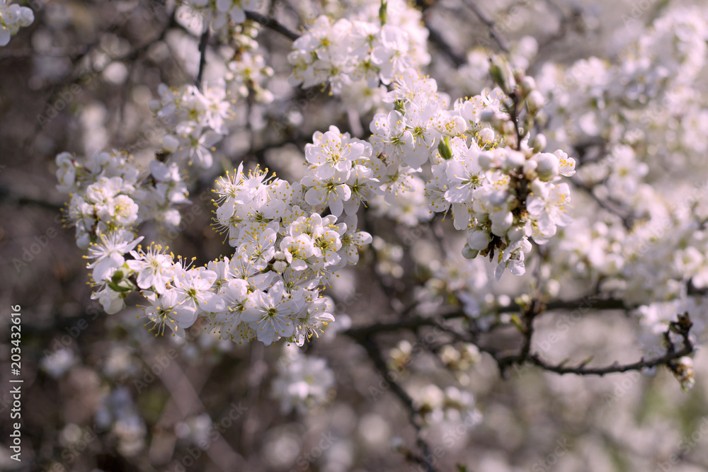 Spring Cherry blossoms flowers. Spring white flowers on a tree. Spring Cherry blossoms flowers. Spring white flowers on a tree.