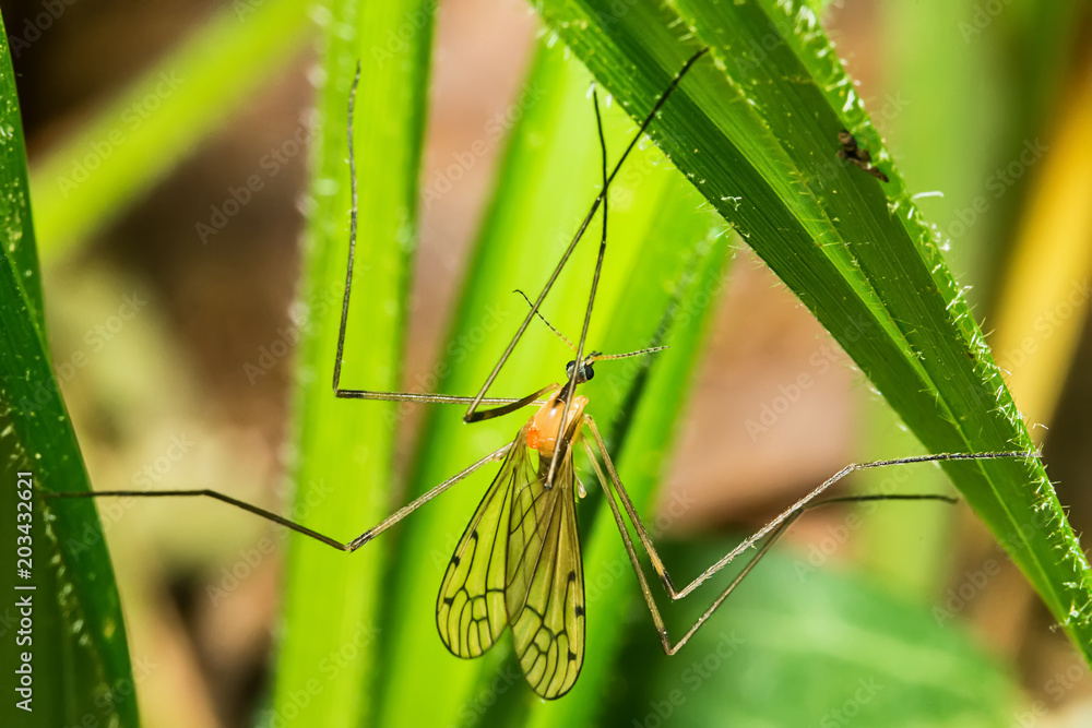 Limonia phragmitidis is a Palearctic species of cranefly in the family Limoniidae. It is found in a wide range of habitats and micro habitats. Limonia phragmitidis is a Palearctic species of cranefly in the family Limoniidae. It is found in a wide range of habitats and micro habitats.