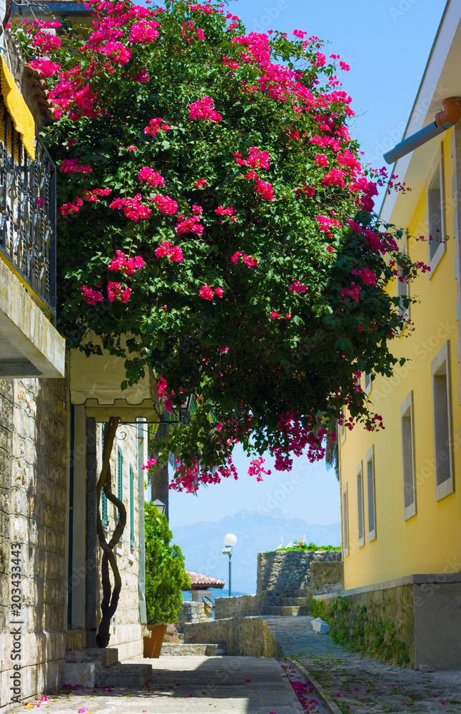 Narrow street and tree with flowers in Herceg Novi, Kotor Bay, Montenegro