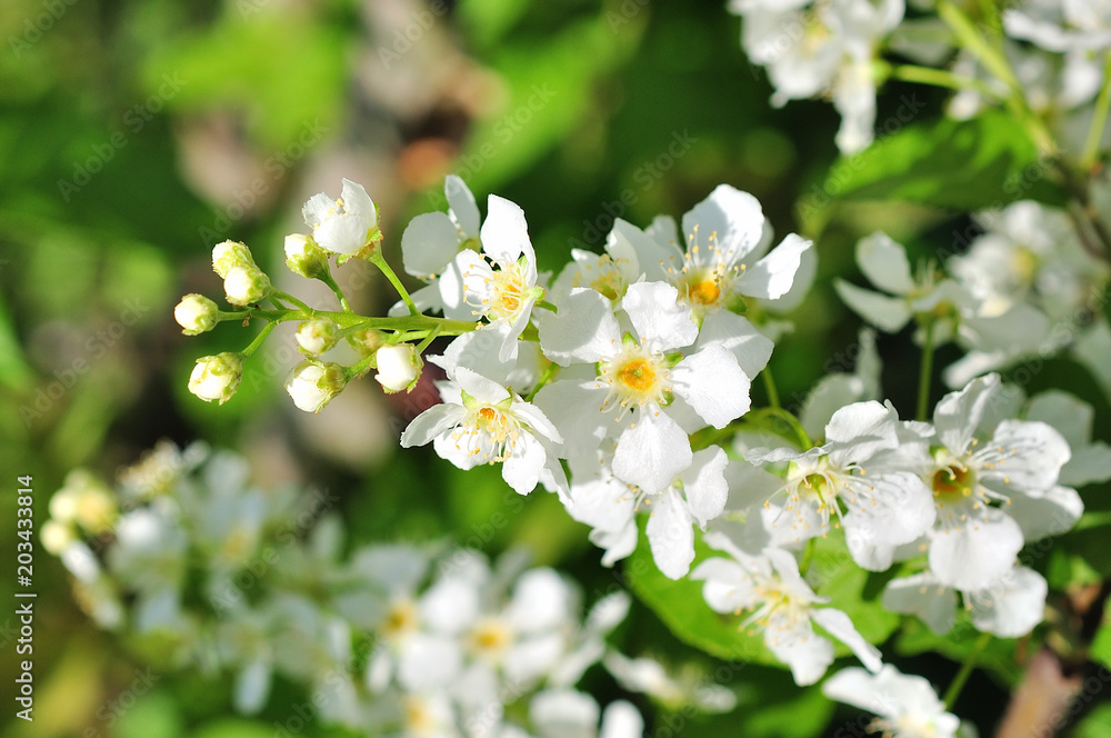 Bird cherry tree in blossom