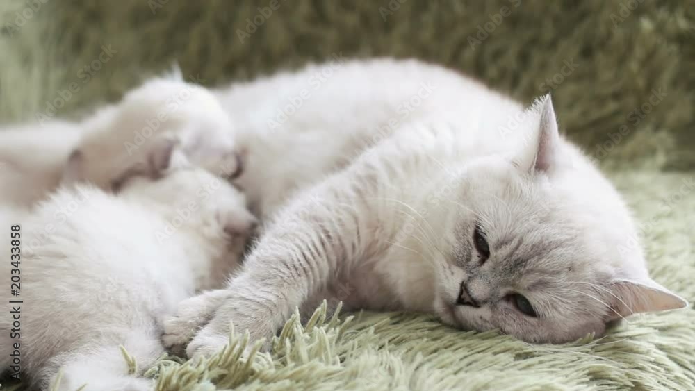 The kittens are eating into the mother's milk of cats.Cat and kitten. Love and tenderness The kittens are eating into the mother's milk of cats.Cat and kitten. Love and tenderness