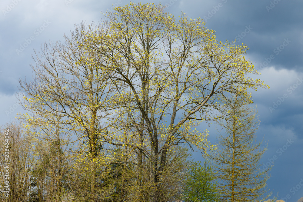 spring day before the rain, large trees shining in the sun, trees thriving leaves, blue sky before the storm. Maple, ash and larch in the spring. spring day before the rain, large trees shining in the sun, trees thriving leaves, blue sky before the storm. Maple, ash and larch in the spring.